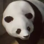 动物园之星免费下载中文版