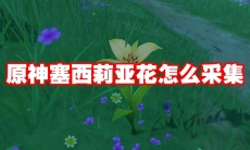 原神塞西莉亚花怎么采集