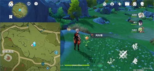 原神风车菊最佳采集路线